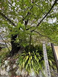 河津桜原木