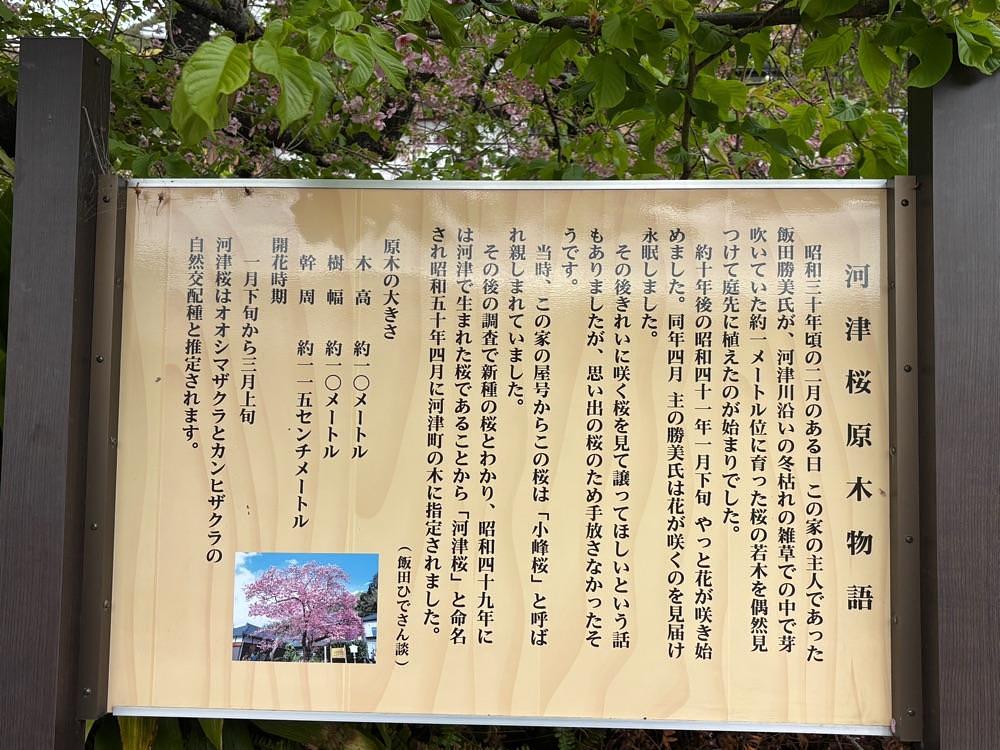 ぱっつんさんが投稿した河津桜原木に関する口コミの画像