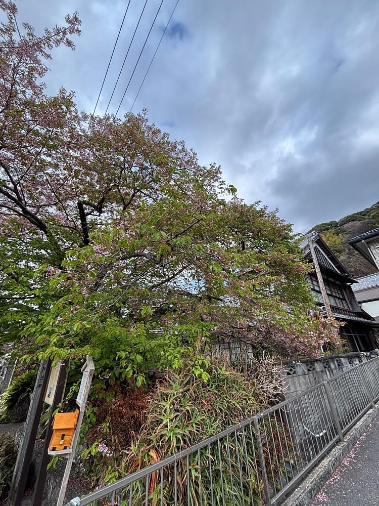 ぱっつんさんが投稿した河津桜原木に関する口コミの画像