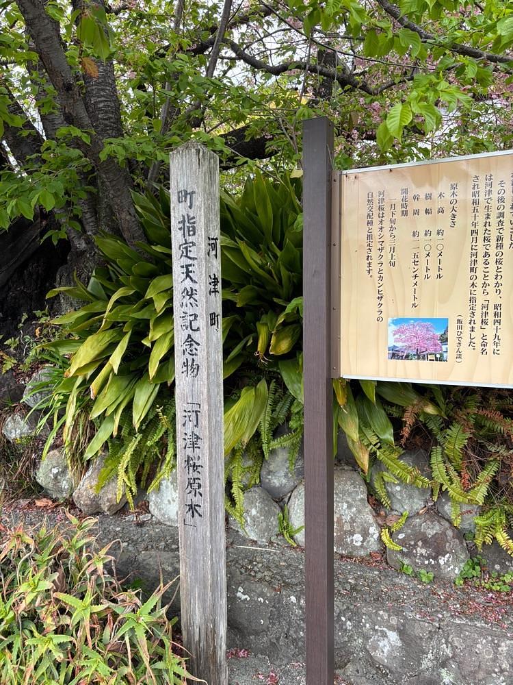 ぱっつんさんが投稿した河津桜原木に関する口コミの画像
