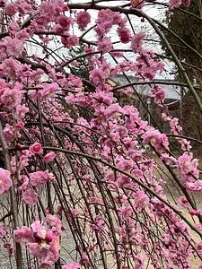 長禅寺