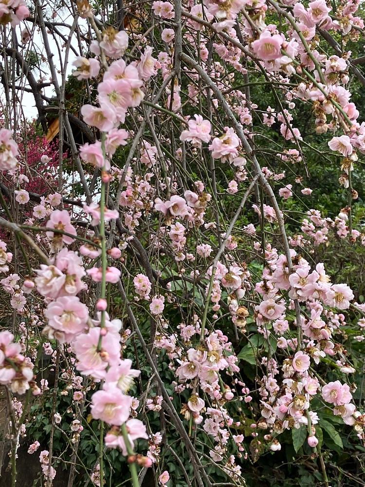 Nさんが投稿した長禅寺に関する口コミの画像