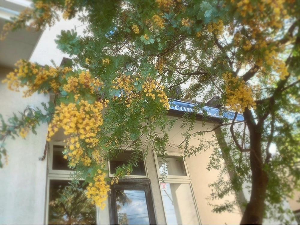兎きち さんが投稿したコム シ コム サ（comme ci comme ca）に関する口コミの画像