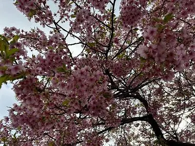河津桜まつり