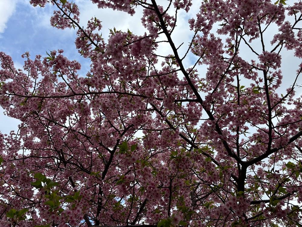 ぱっつんさんが投稿した河津桜まつりに関する口コミの画像