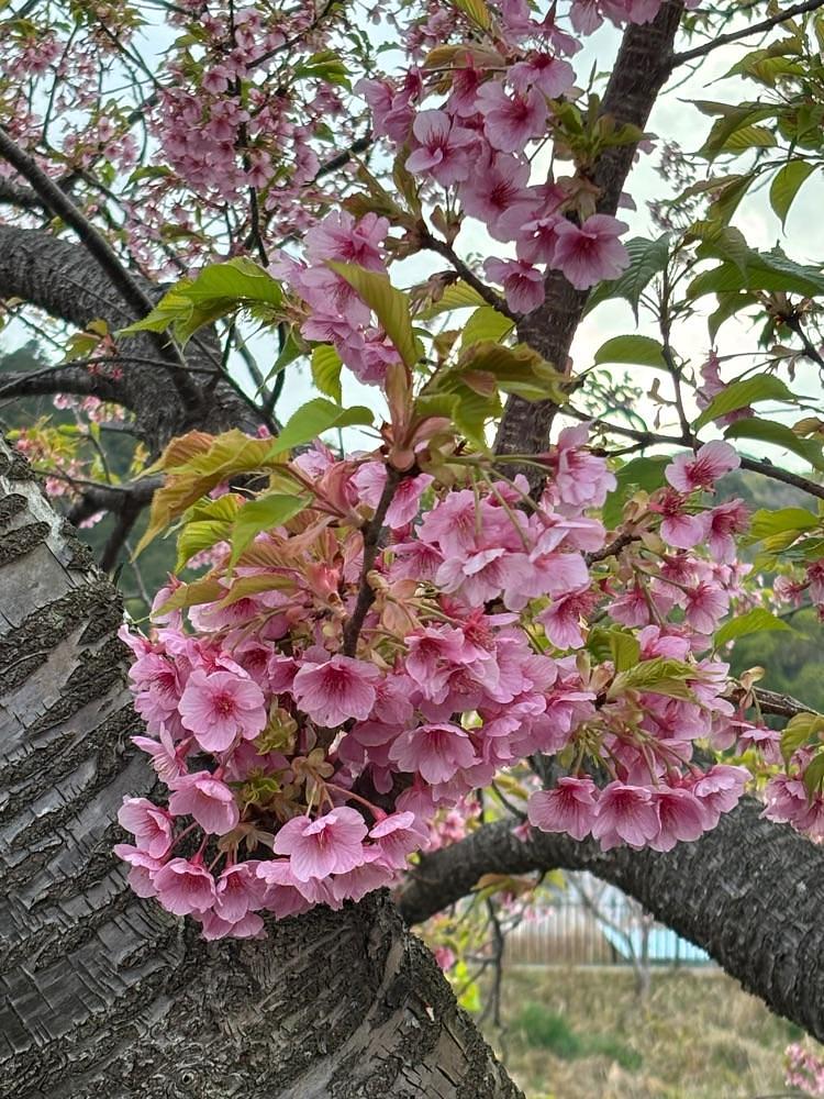 ぱっつんさんが投稿した河津桜まつりに関する口コミの画像