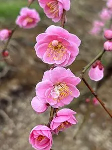 津山市神代 梅の里公園 売店