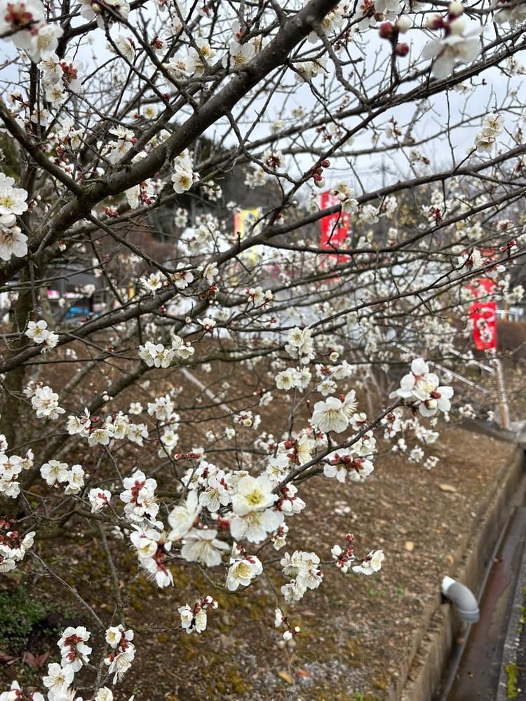 みーなさんが投稿した津山市神代 梅の里公園 売店に関する口コミの画像