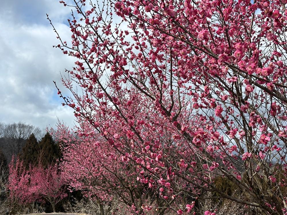 みーなさんが投稿した津山市神代 梅の里公園 売店に関する口コミの画像