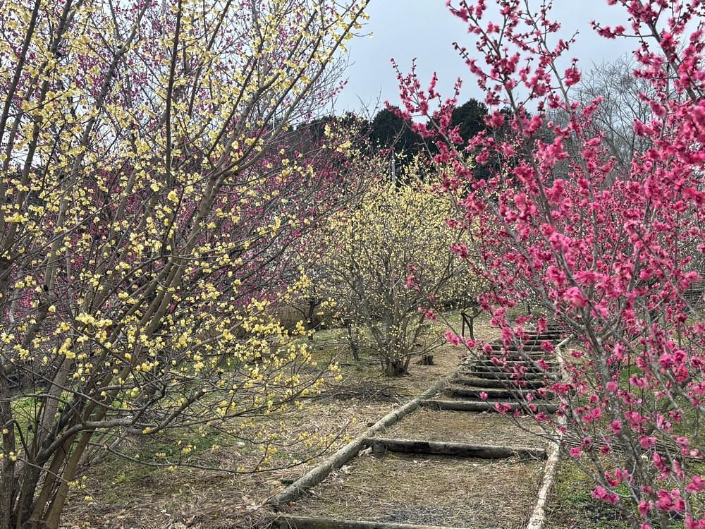 みーなさんが投稿した津山市神代 梅の里公園 売店に関する口コミの画像