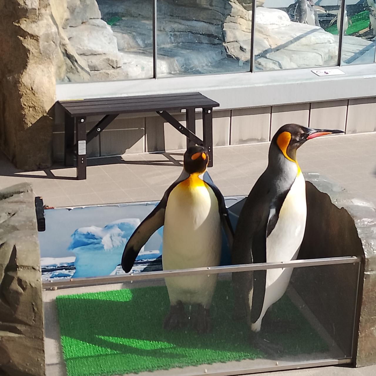 のんびりんこさんが投稿した仙台うみの杜水族館フードコートに関する口コミの画像