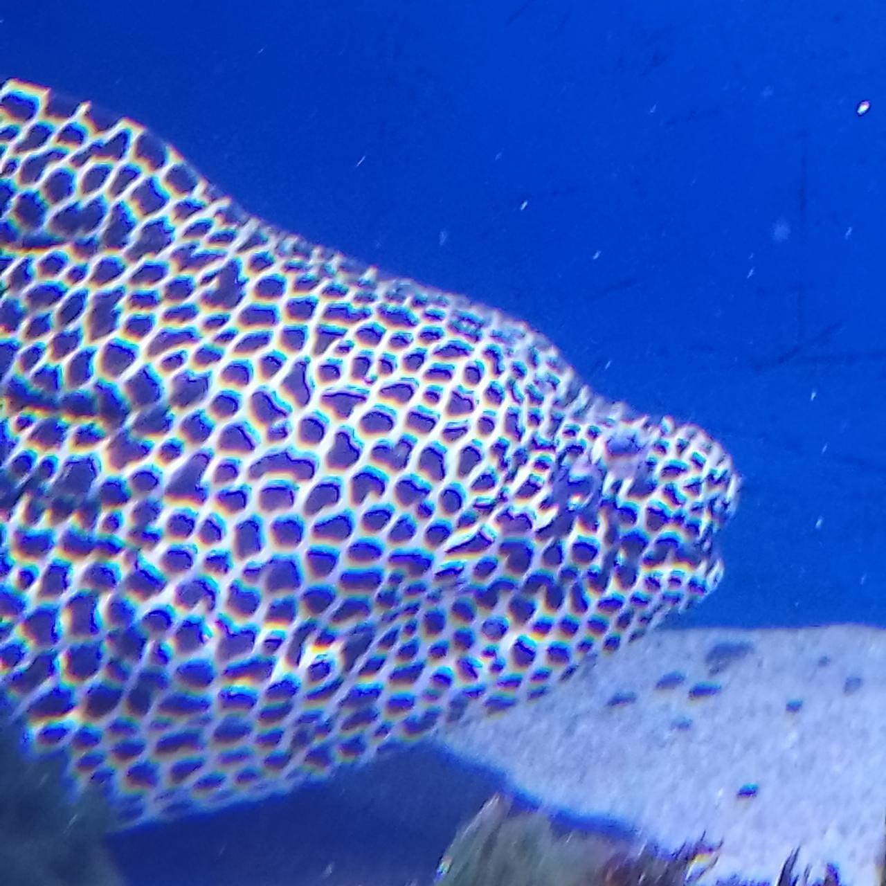 のんびりんこさんが投稿した仙台うみの杜水族館フードコートに関する口コミの画像