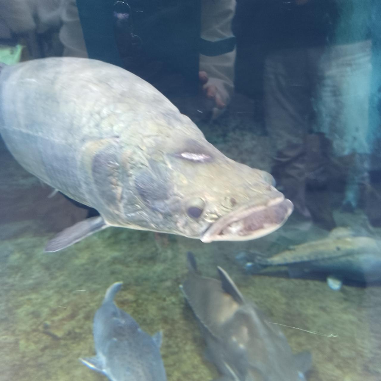 のんびりんこさんが投稿した仙台うみの杜水族館フードコートに関する口コミの画像
