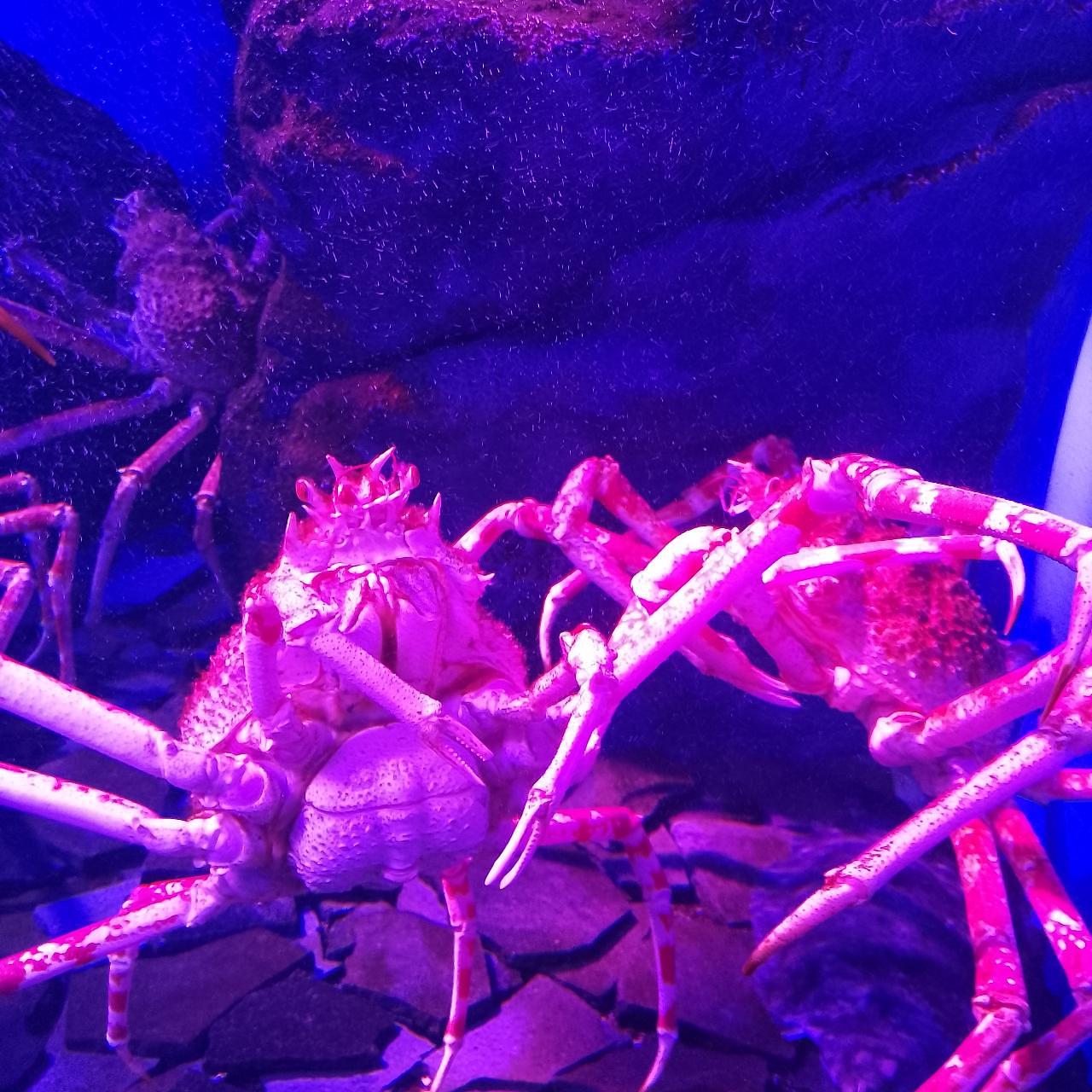 のんびりんこさんが投稿した仙台うみの杜水族館フードコートに関する口コミの画像