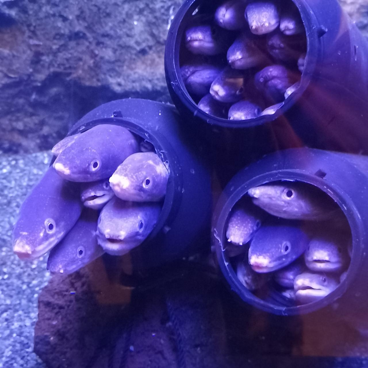 のんびりんこさんが投稿した仙台うみの杜水族館フードコートに関する口コミの画像