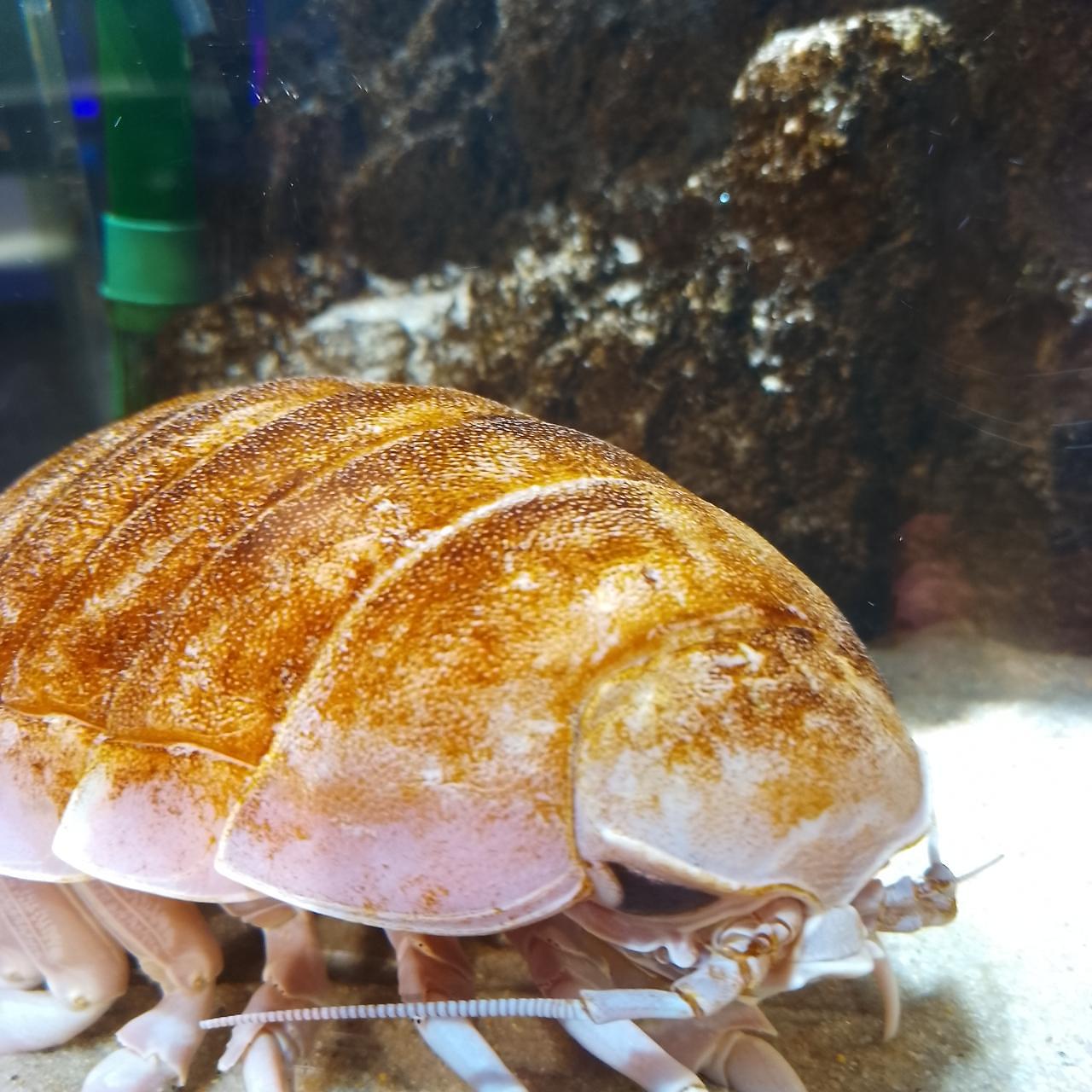 のんびりんこさんが投稿した仙台うみの杜水族館フードコートに関する口コミの画像
