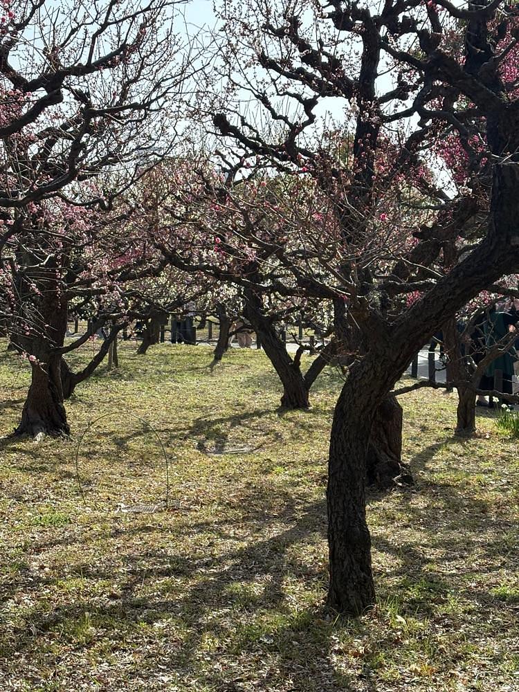 Danjouさんが投稿した大阪城に関する口コミの画像