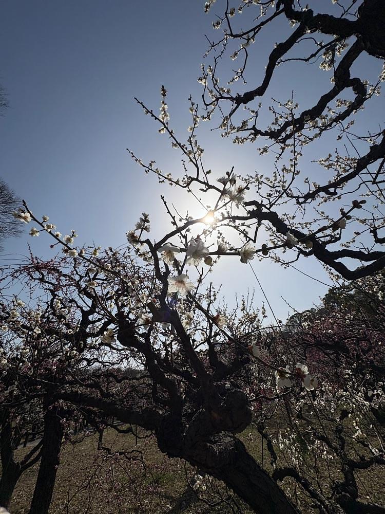 Danjouさんが投稿した大阪城に関する口コミの画像