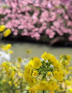 青毛堀川の河津桜