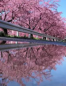 青毛堀川の河津桜
