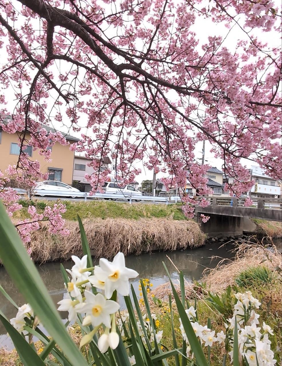 Pさんが投稿した青毛堀川の河津桜に関する口コミの画像