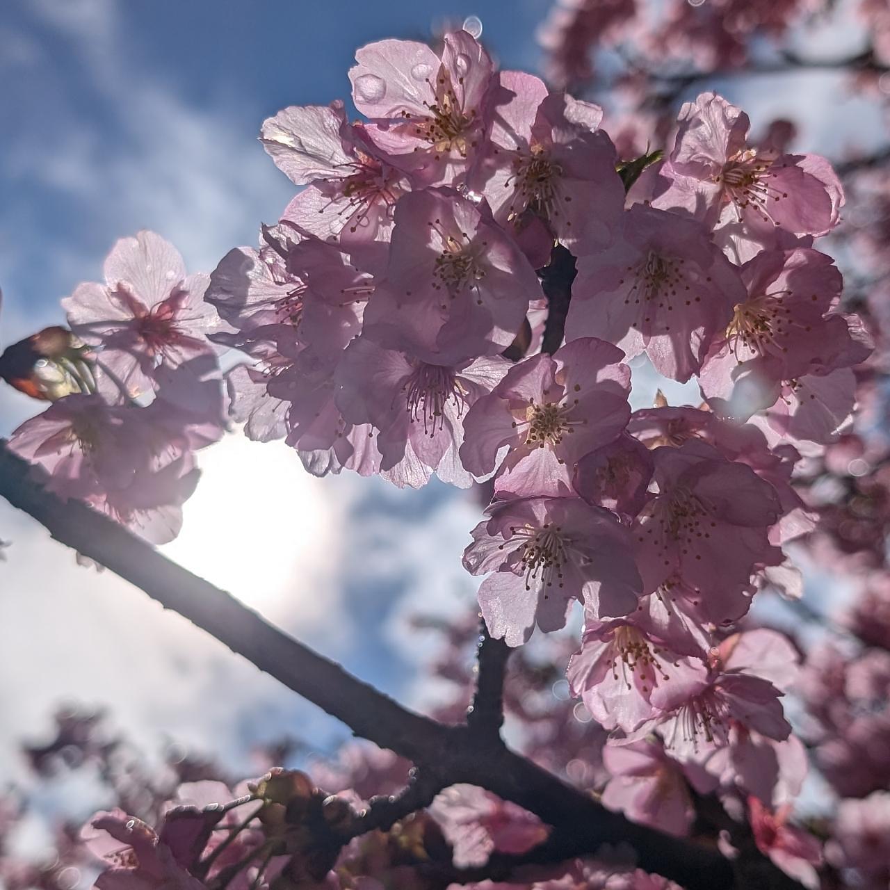 Pさんが投稿した青毛堀川の河津桜に関する口コミの画像