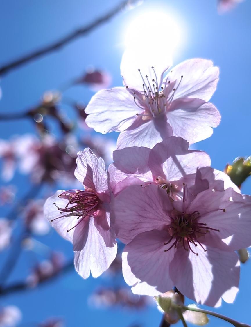 Pさんが投稿した青毛堀川の河津桜に関する口コミの画像