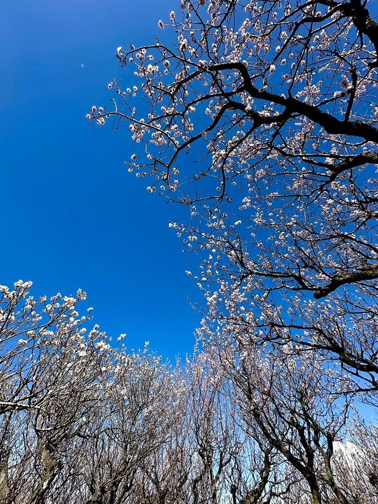 からっ風②さんが投稿した桐生市南公園に関する口コミの画像