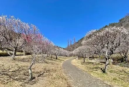 唐沢山の桜