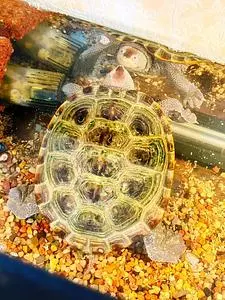 四季の宿　花渕荘 1枚目
