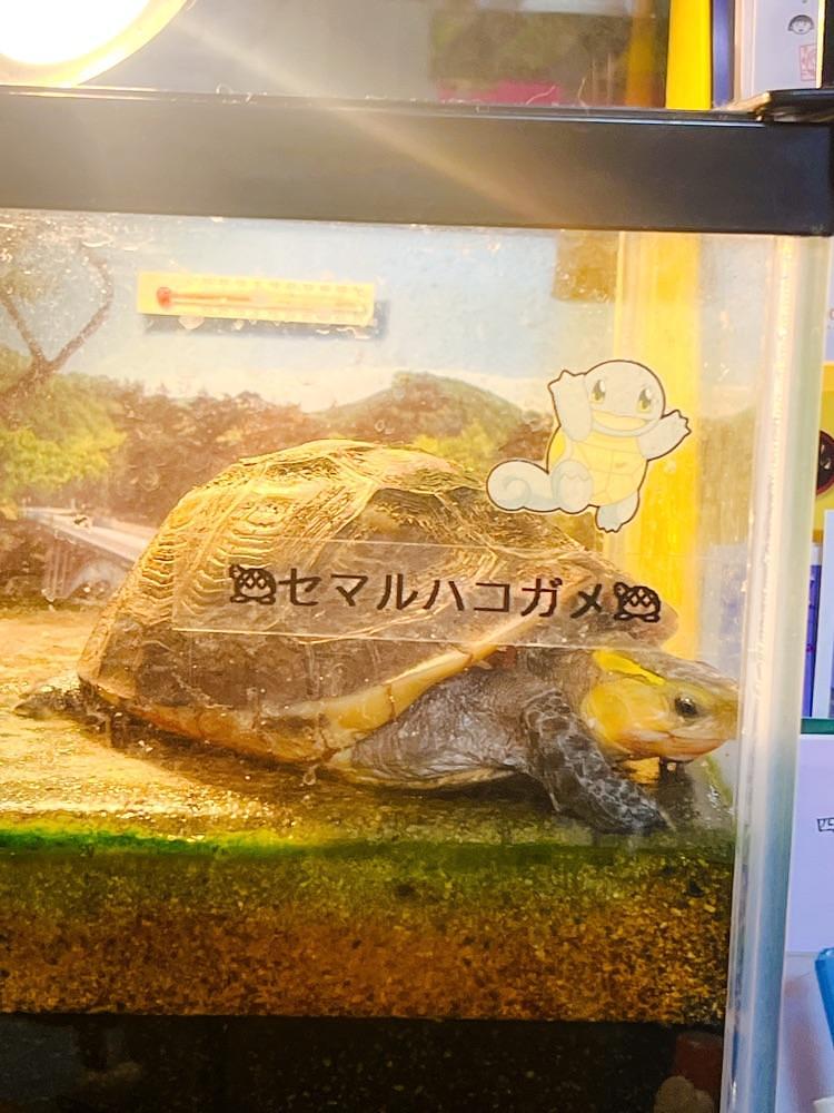猫なぎ。さんが投稿した四季の宿　花渕荘に関する口コミの画像