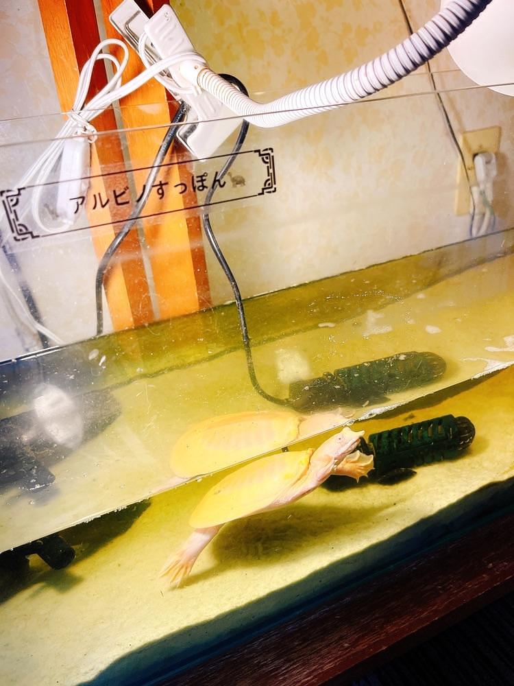 猫なぎ。さんが投稿した四季の宿　花渕荘に関する口コミの画像