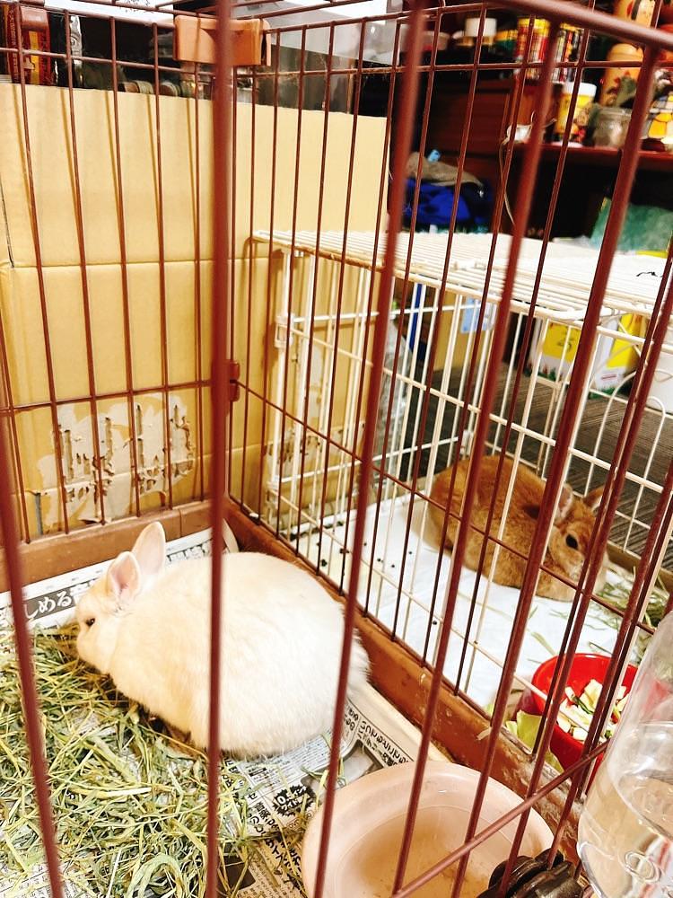 猫なぎ。さんが投稿した四季の宿　花渕荘に関する口コミの画像