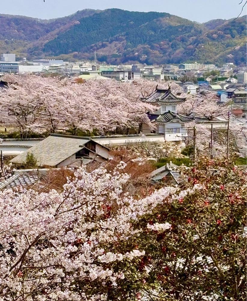 カランさんが投稿した龍野城跡に関する口コミの画像