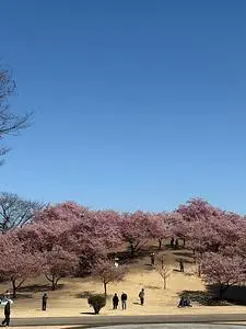 百菜館