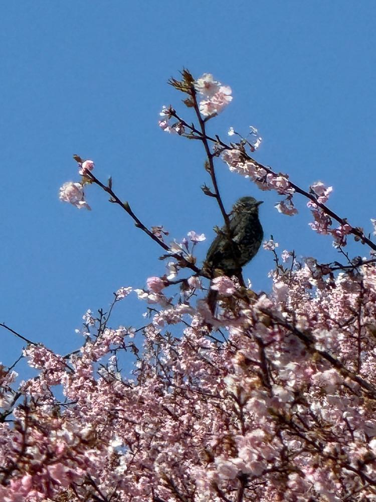 junさんが投稿した百菜館に関する口コミの画像