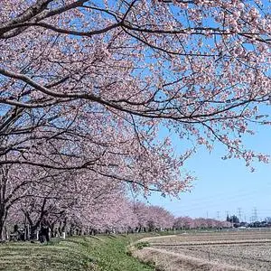 北浅羽桜堤公園