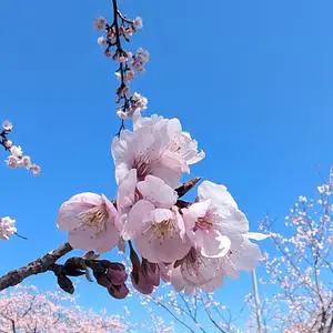 北浅羽桜堤公園