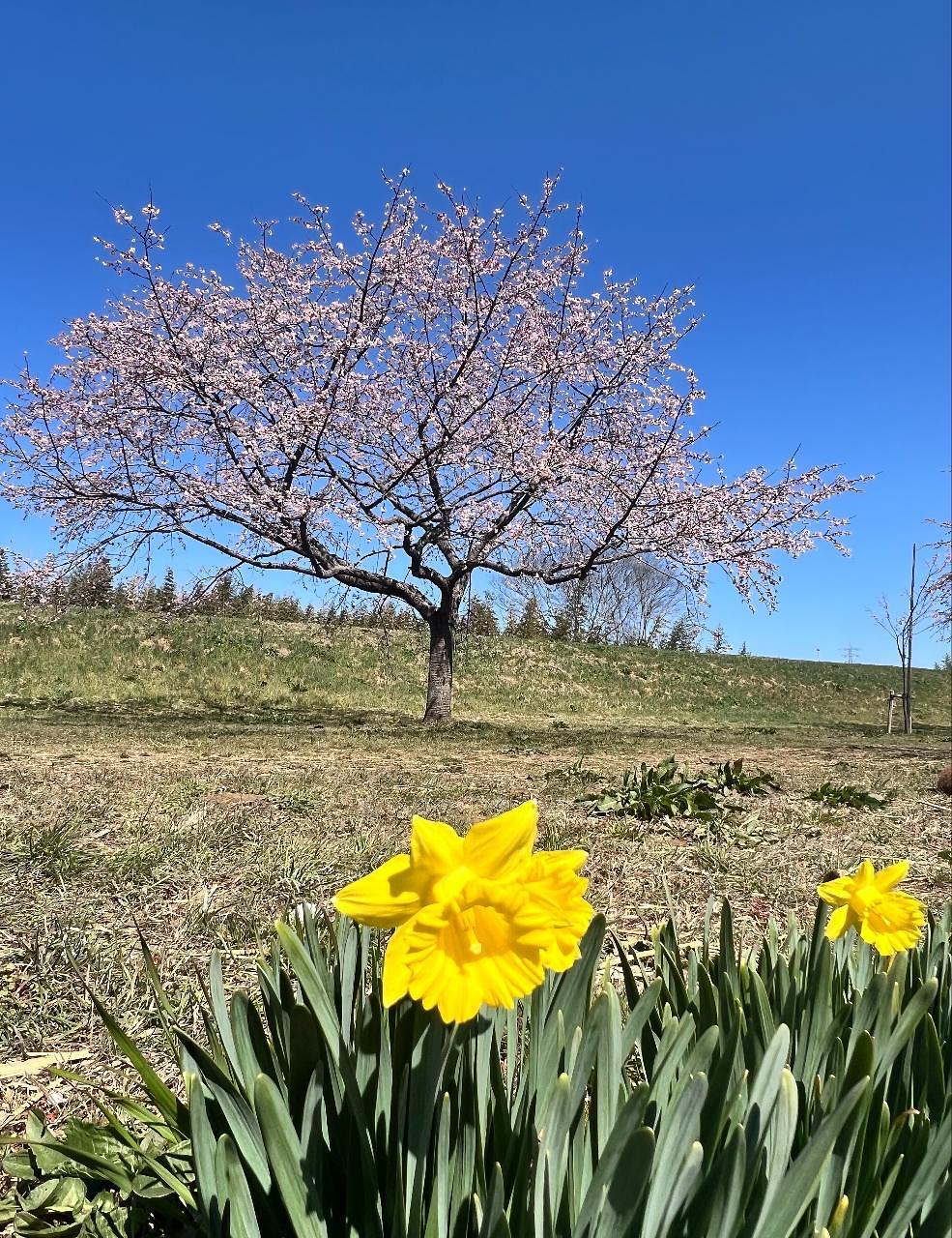 Pさんが投稿した北浅羽桜堤公園に関する口コミの画像