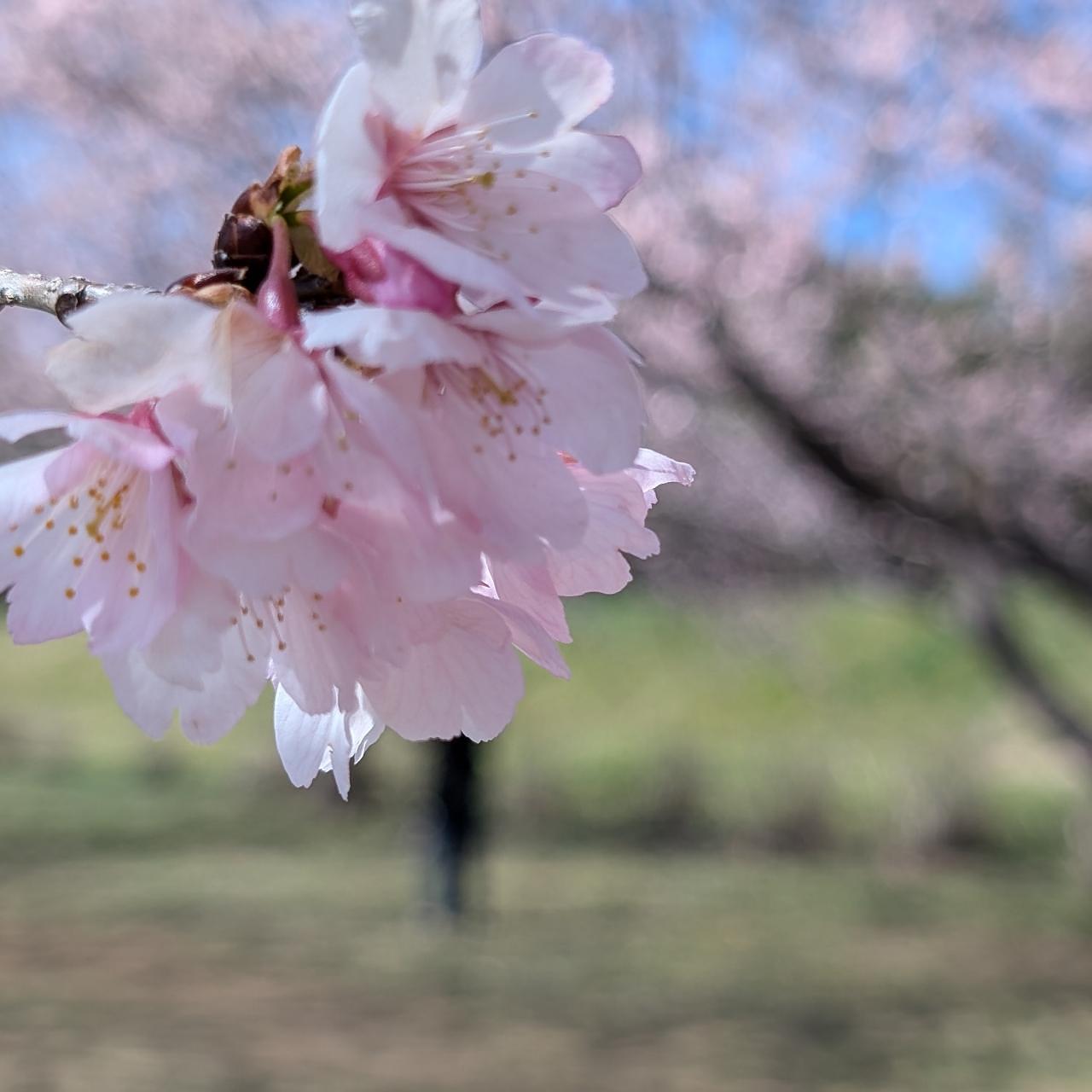 Pさんが投稿した北浅羽桜堤公園に関する口コミの画像