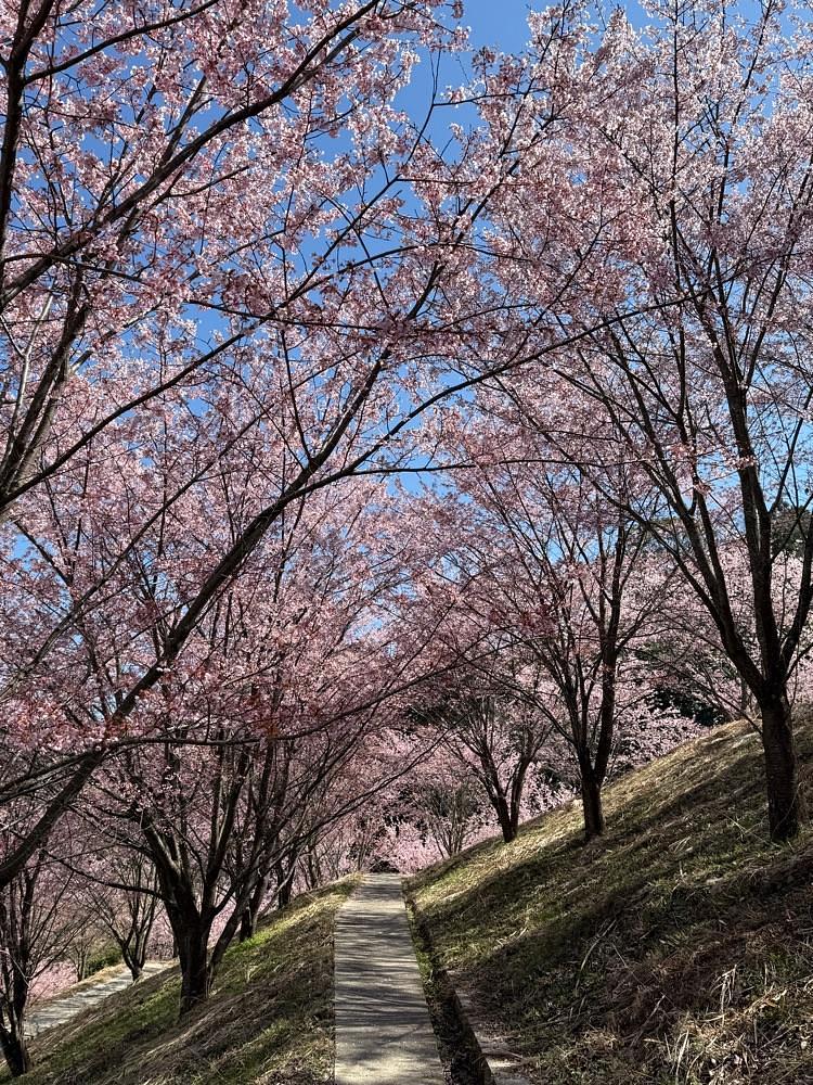 みぃさんが投稿した神山町に関する口コミの画像