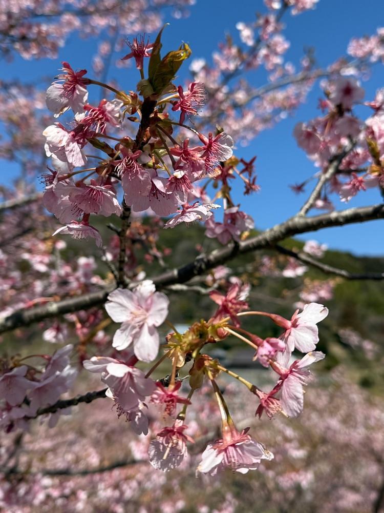 みぃさんが投稿した神山町に関する口コミの画像