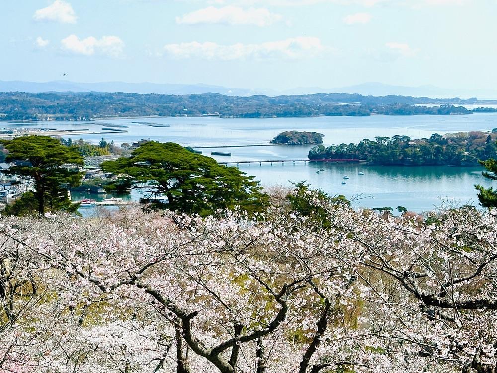 かめ_メグミさんが投稿した西行戻しの松公園に関する口コミの画像