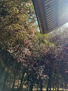 和気神社 3枚目