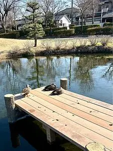 つつじが岡公園 梅林