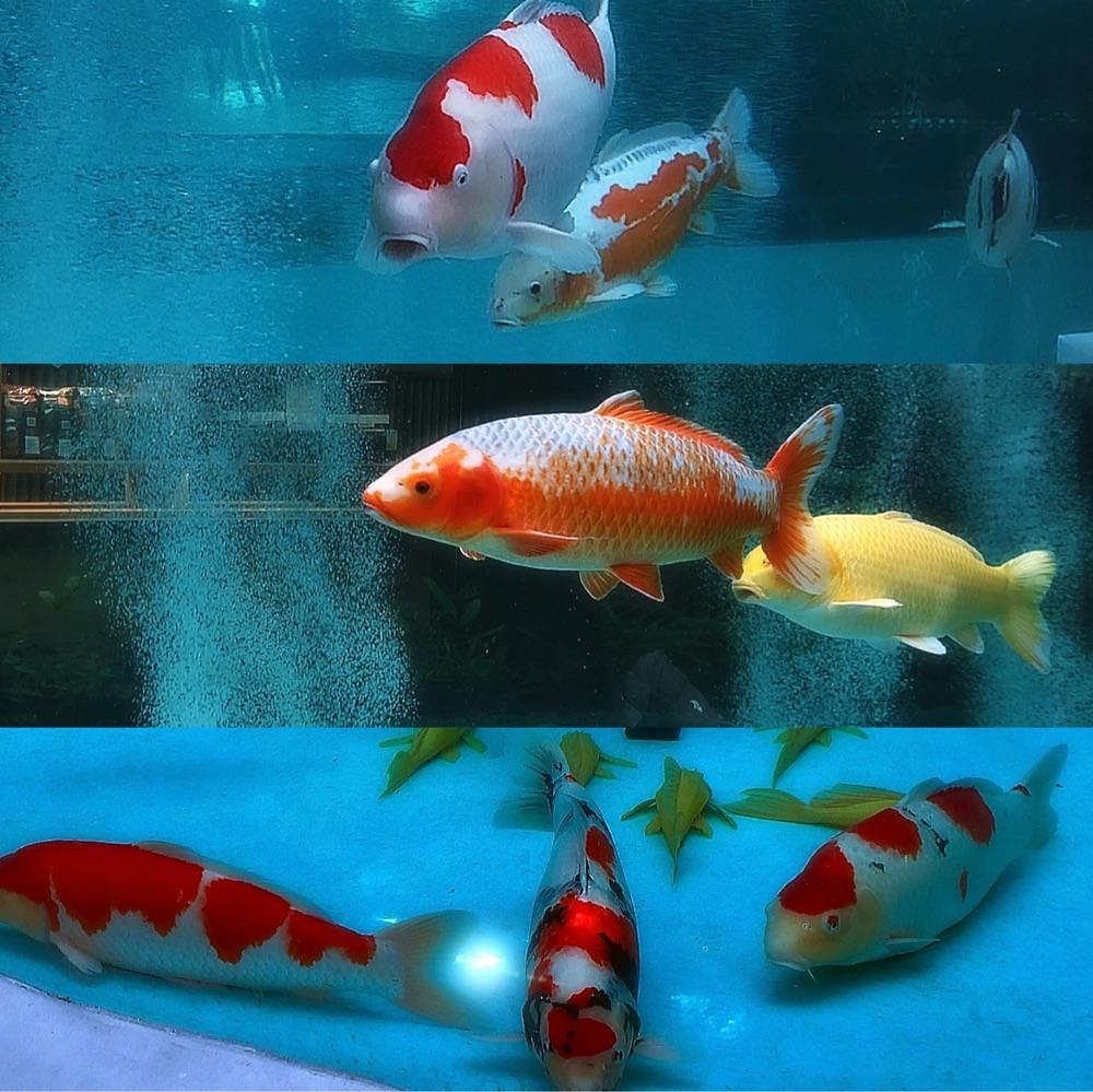 兎きち さんが投稿した霧島酒造株式会社に関する口コミの画像