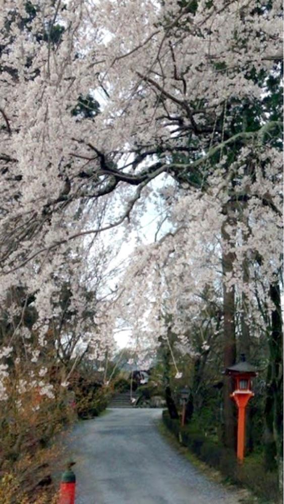 京都を巡る会・「武」さんが投稿した正法寺に関する口コミの画像