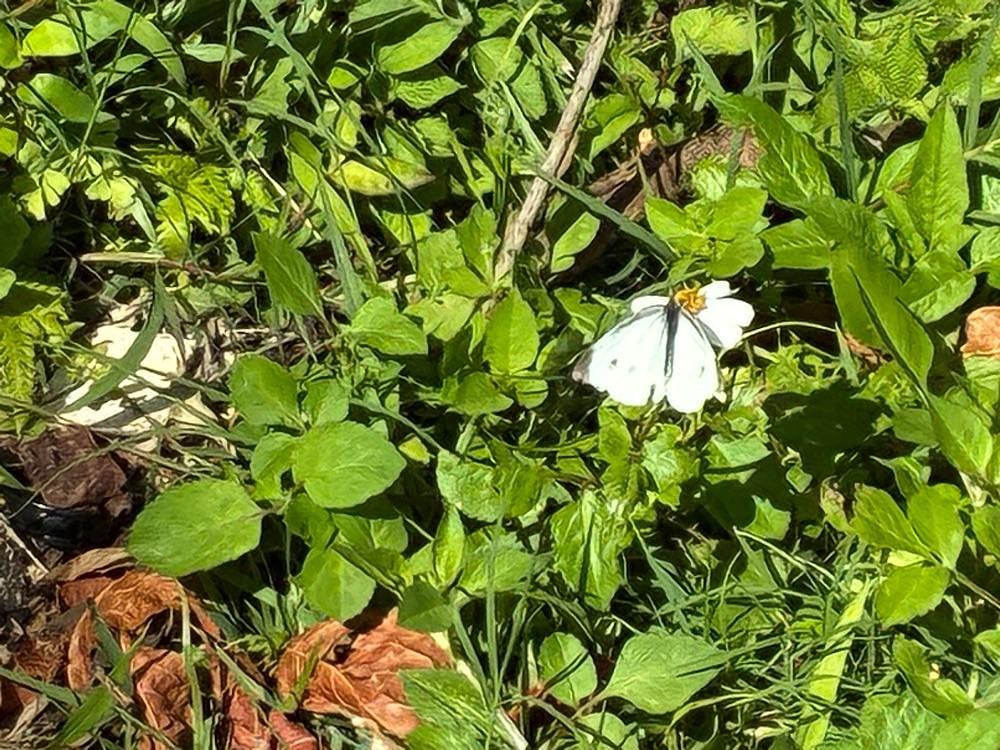 ゴンさんが投稿した垣花樋川に関する口コミの画像