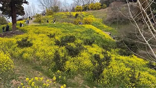 犬寄峠の黄色い丘