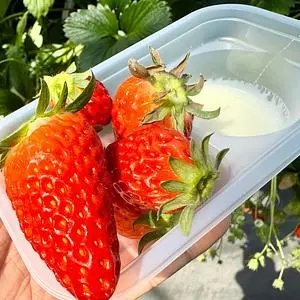 ホヤノいちご園